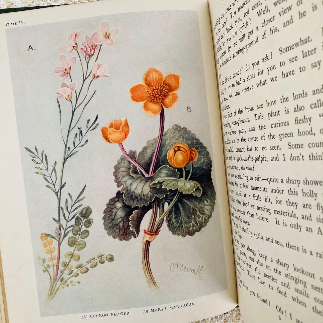 希少　イギリスのアンティーク動植物図鑑　鮮やかで美しいイラスト♡　洋書・古書