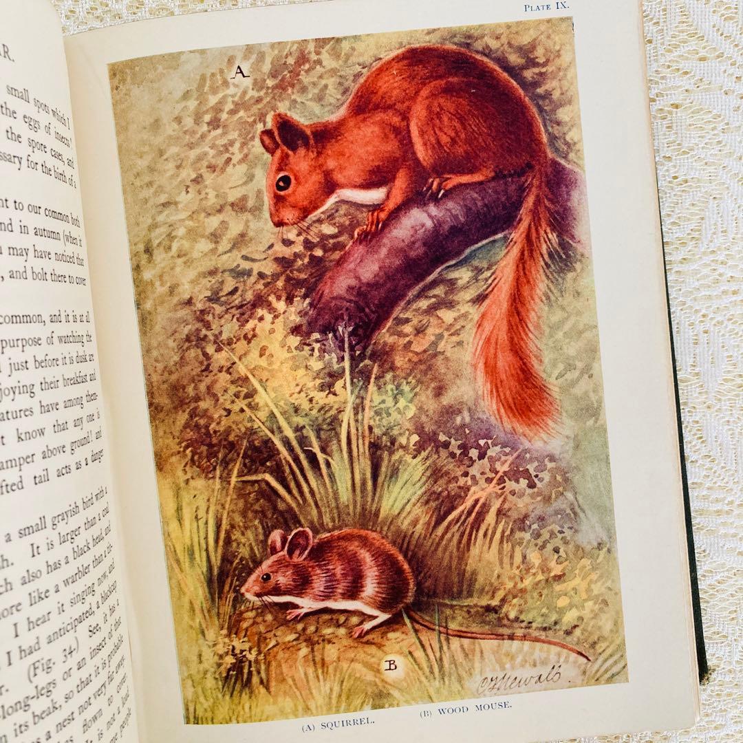 希少　イギリスのアンティーク動植物図鑑　鮮やかで美しいイラスト♡　洋書・古書