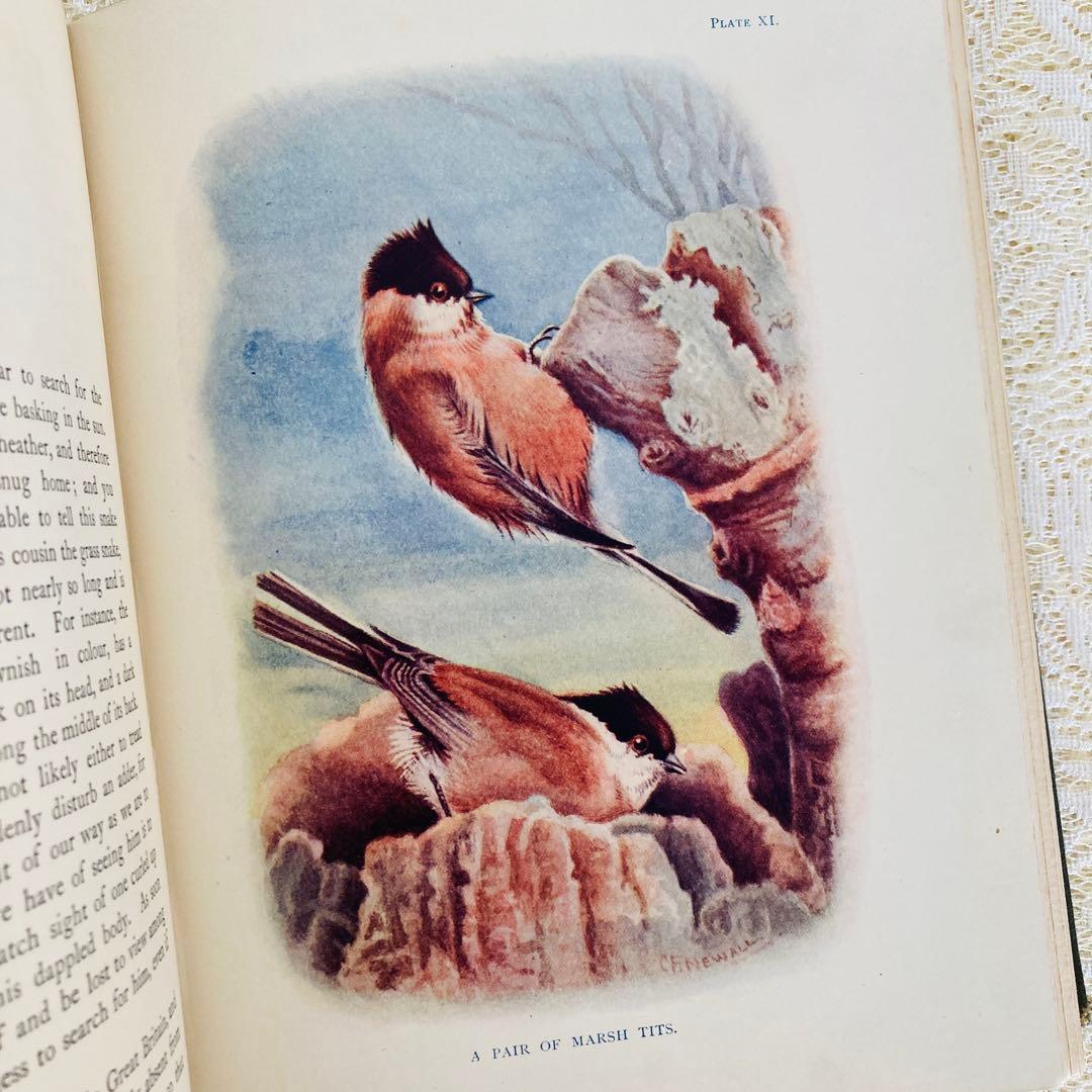 希少　イギリスのアンティーク動植物図鑑　鮮やかで美しいイラスト♡　洋書・古書