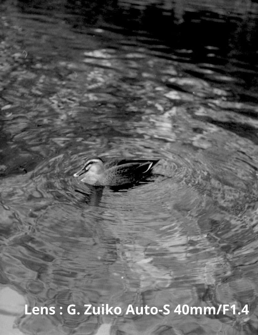 オリンパス　Olympus-PEN F 整備済み　完動品