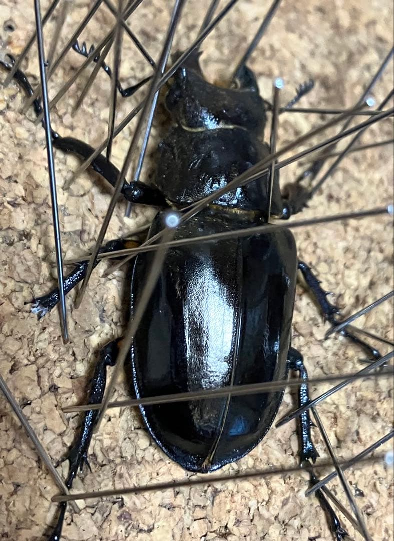 【標本】雌雄モザイク ミヤマクワガタ