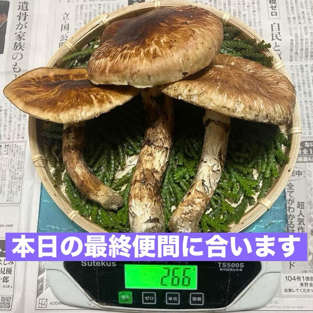 天然きのこ 松茸 国産 マツタケ まつたけ 大自然の凛さん採取その175