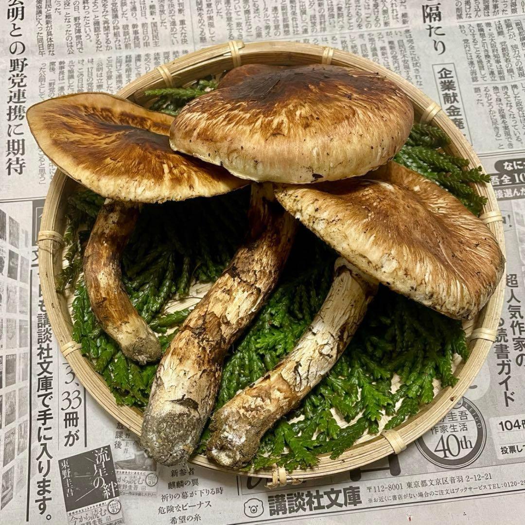 天然きのこ 松茸 国産 マツタケ まつたけ 大自然の凛さん採取その175