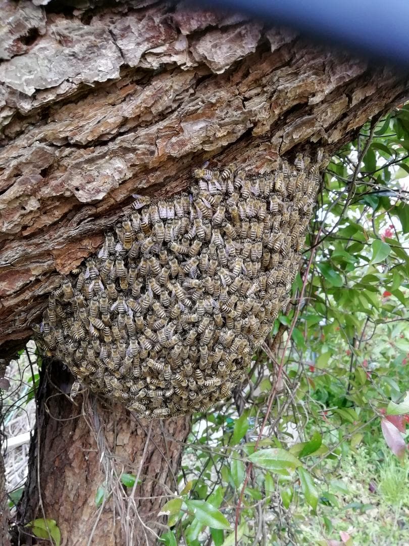♥️★特別限定品『100%純粋春蜜と標準完熟春蜜の食べ比べ』コラボ２瓶セット