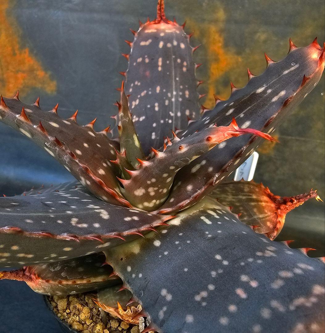 メルカリ便発送&ロウルサンコさんラベル付き☆アロエ マクラータ