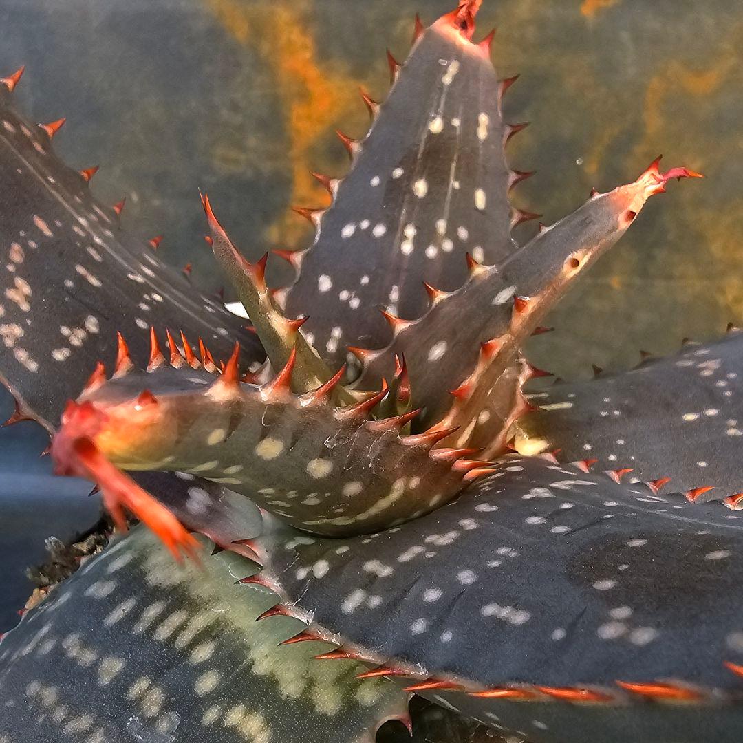 メルカリ便発送&ロウルサンコさんラベル付き☆アロエ マクラータ