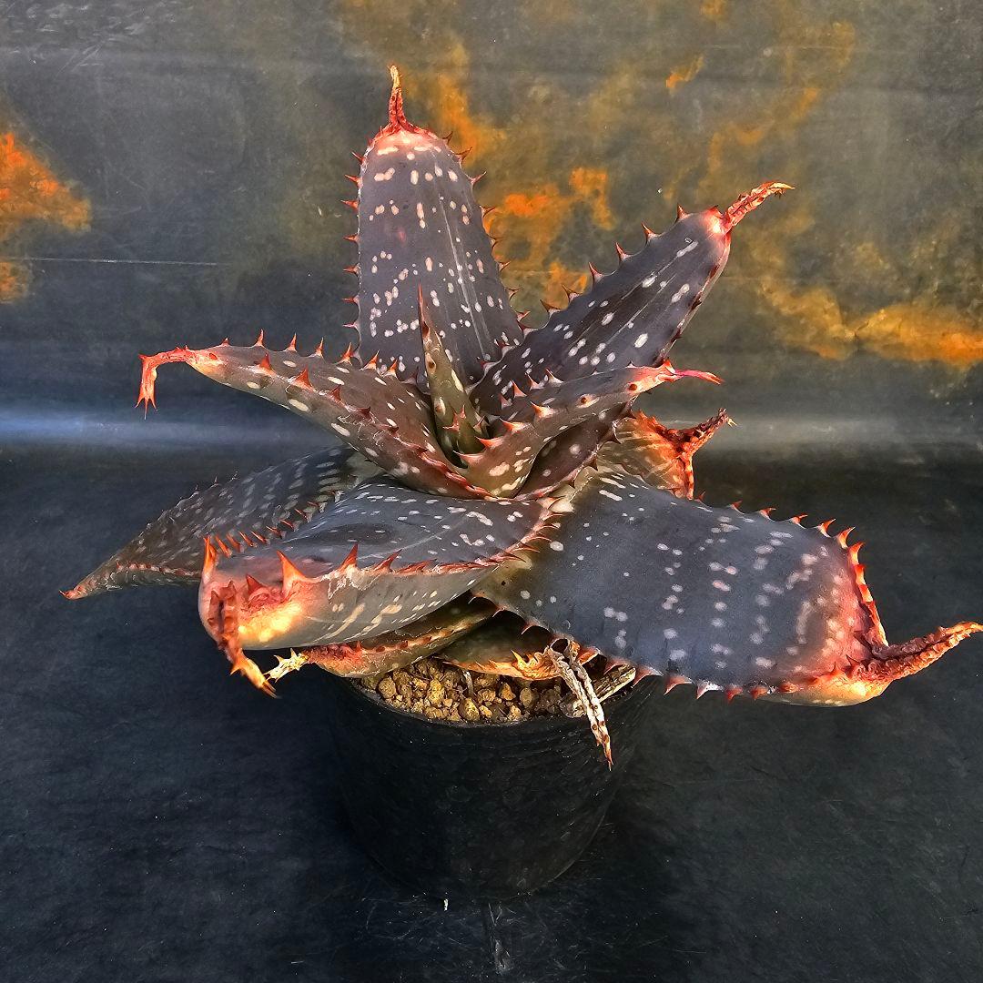 メルカリ便発送&ロウルサンコさんラベル付き☆アロエ マクラータ