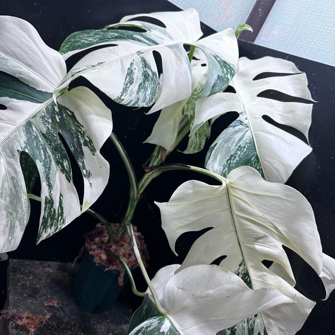 ば*ん様 斑入りモンステラ ホワイトタイガー極美大株64cm白斑多