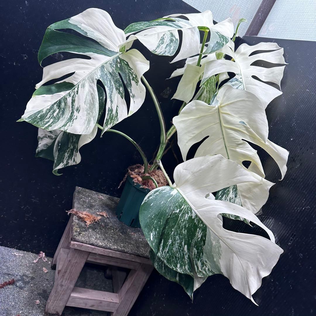 ば*ん様 斑入りモンステラ ホワイトタイガー極美大株64cm白斑多
