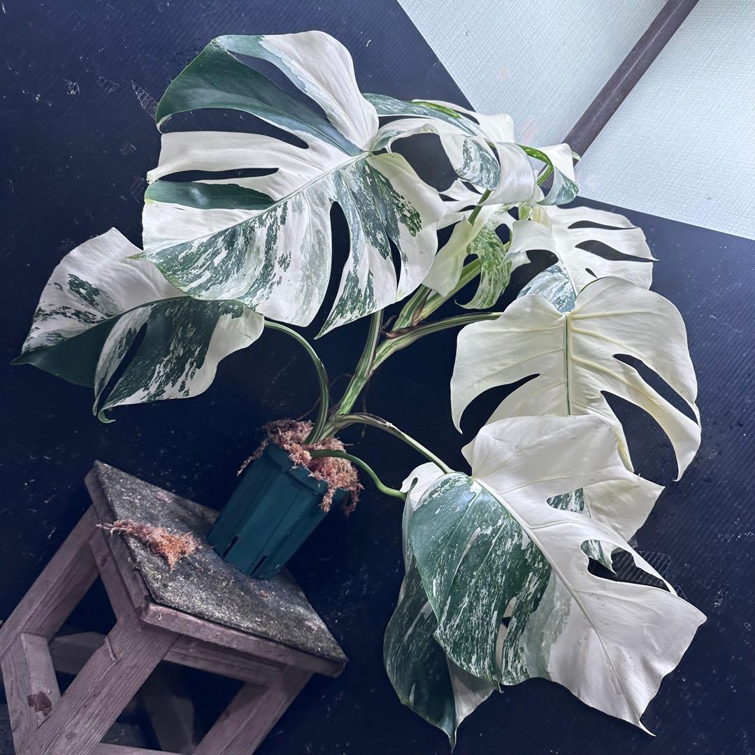 ば*ん様 斑入りモンステラ ホワイトタイガー極美大株64cm白斑多