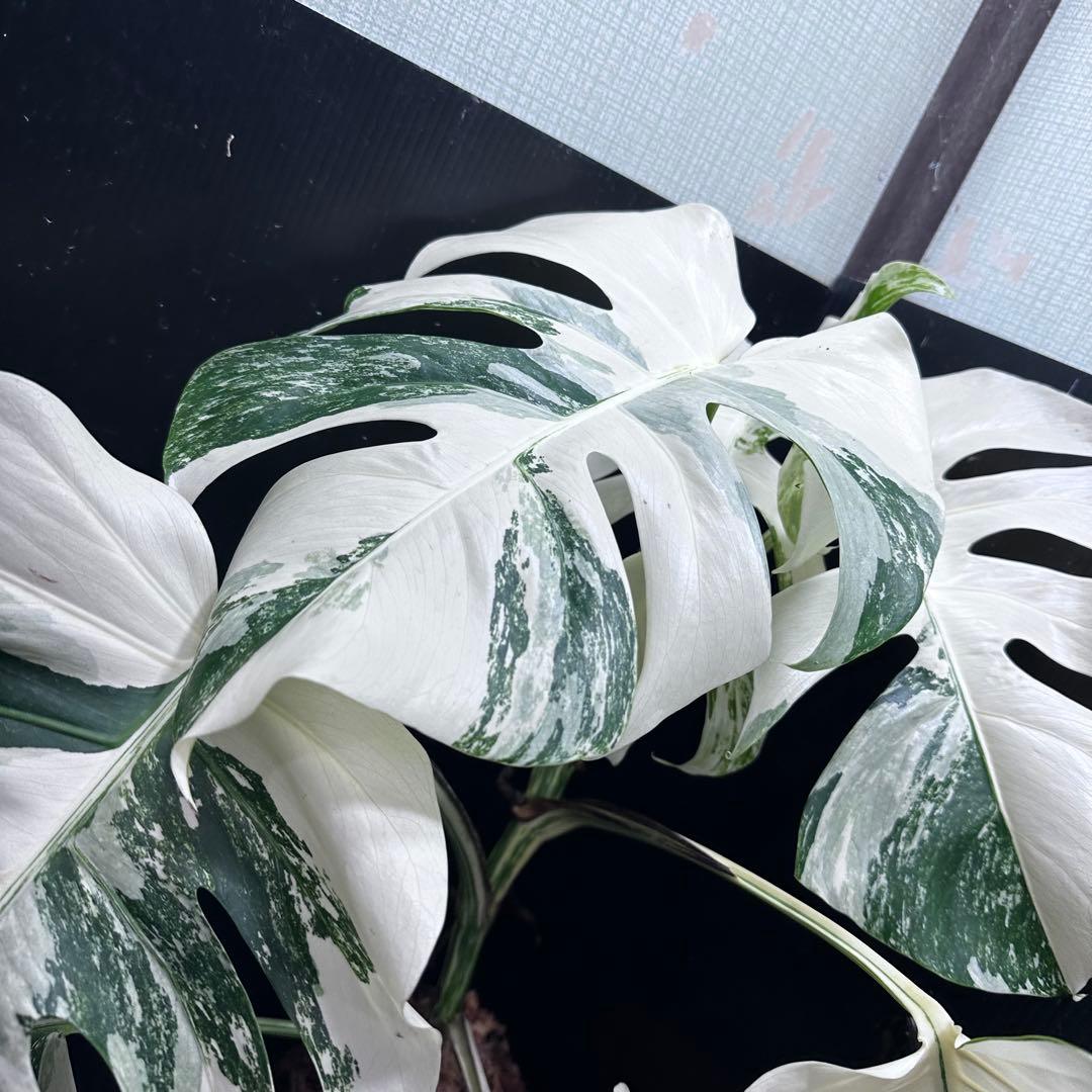 ば*ん様 斑入りモンステラ ホワイトタイガー極美大株64cm白斑多