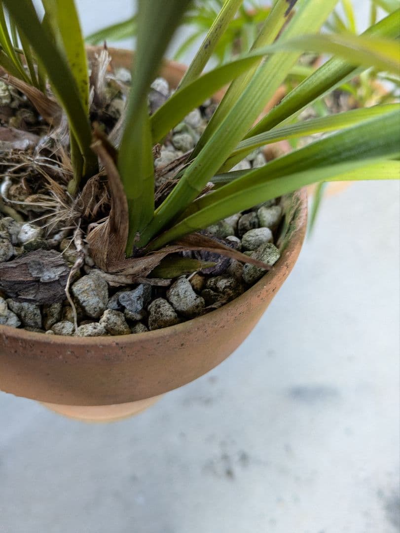 キンリョウヘン　白花　３鉢　日本蜜蜂　誘引