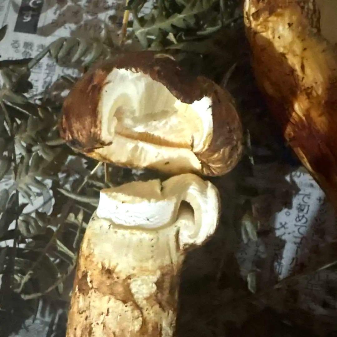 岩手県産松茸 本日収穫 372ｇ