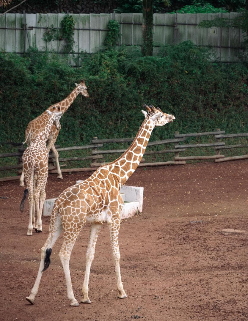 NIKKOR Z 24-120mm F4 S新品同様