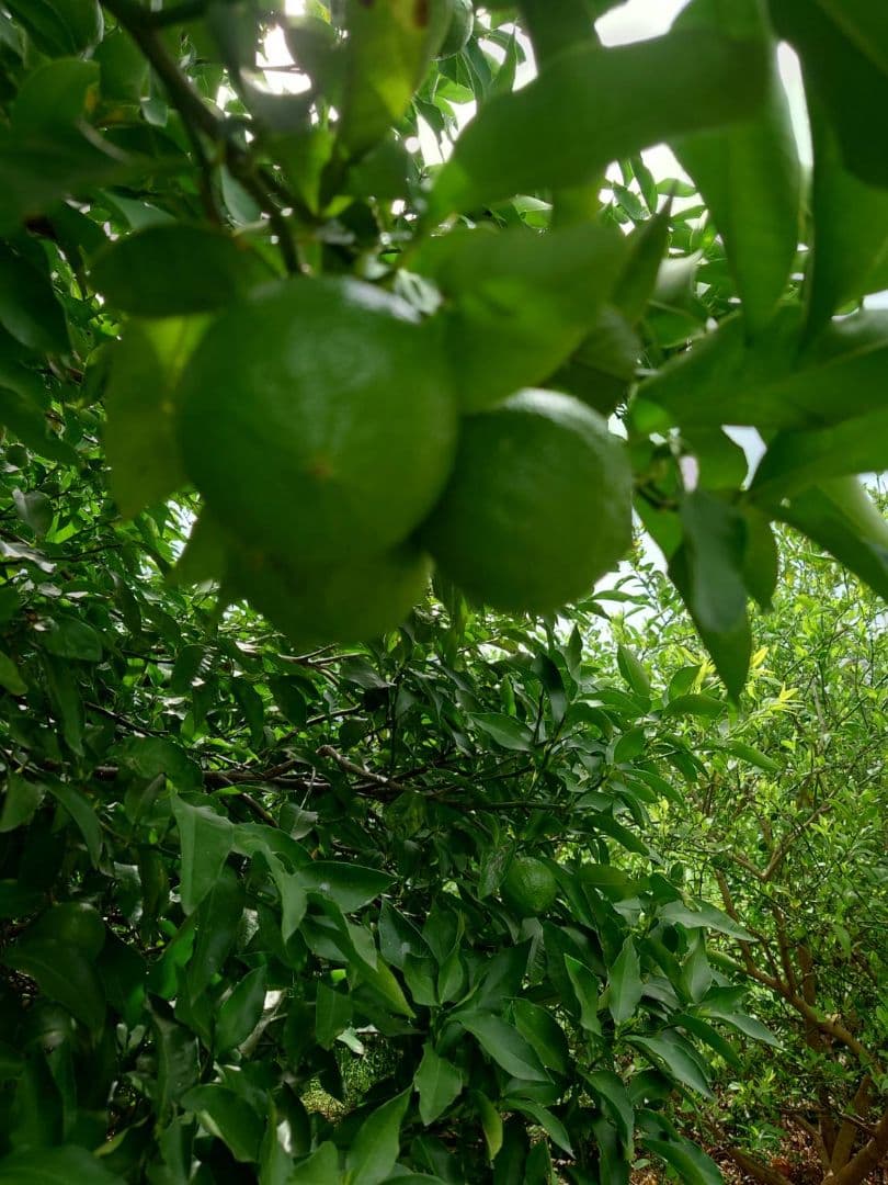 有機栽培 ベルガモット 果実 黄緑色 ３キロ 送料無料