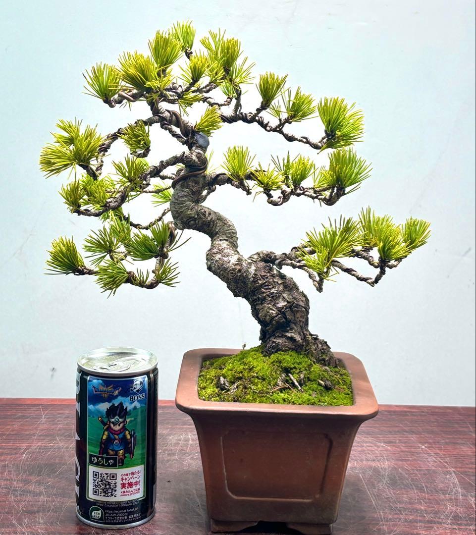 O*✡様 【サービスオークション】五葉松盆栽☆
