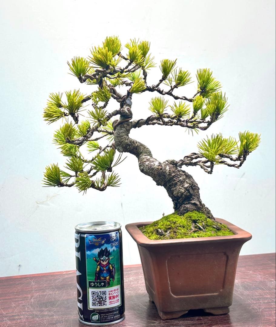 O*✡様 【サービスオークション】五葉松盆栽☆