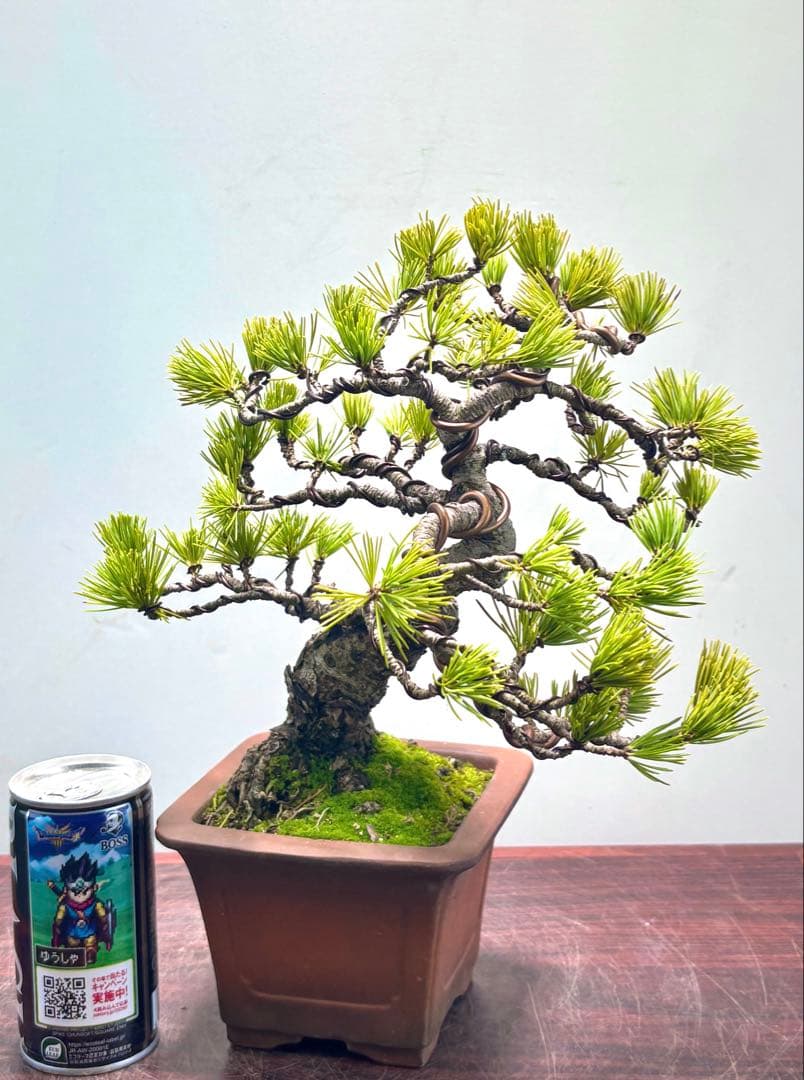 O*✡様 【サービスオークション】五葉松盆栽☆