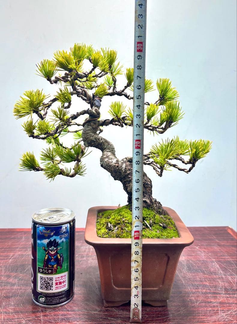 O*✡様 【サービスオークション】五葉松盆栽☆