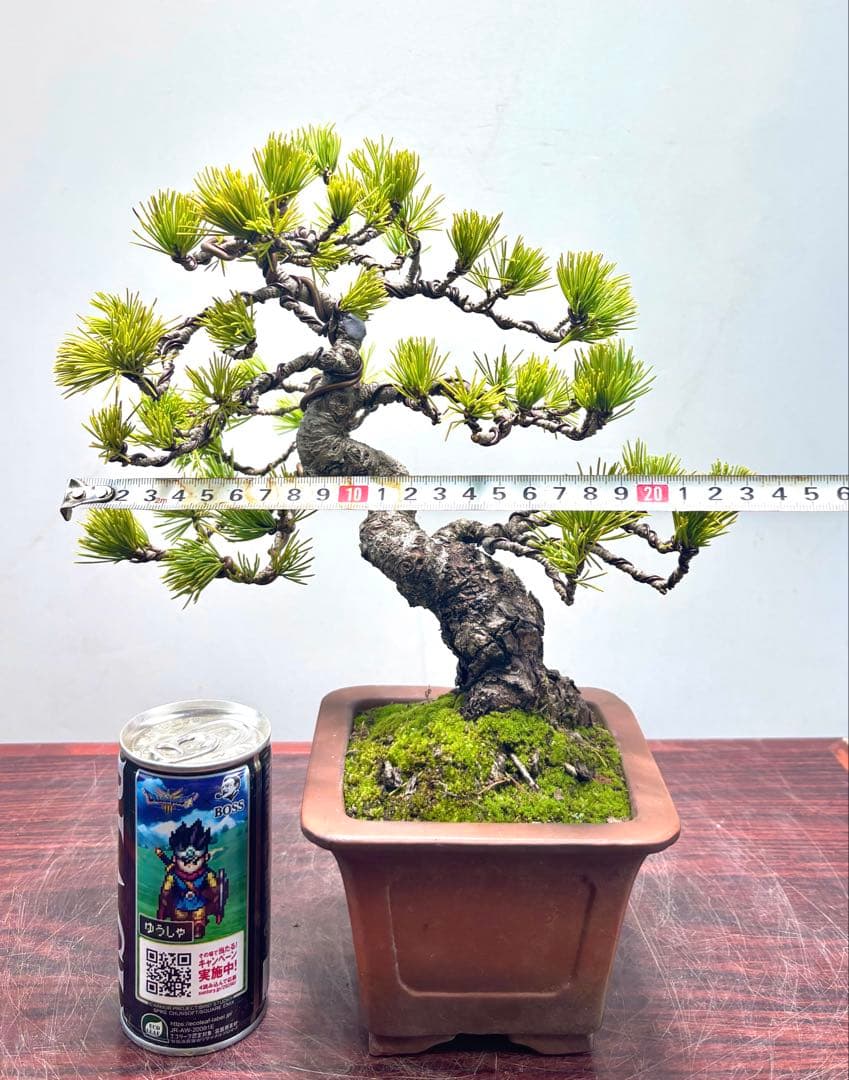 O*✡様 【サービスオークション】五葉松盆栽☆