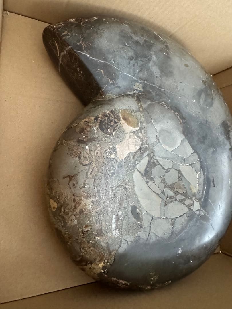 アンモナイト化石 巨大