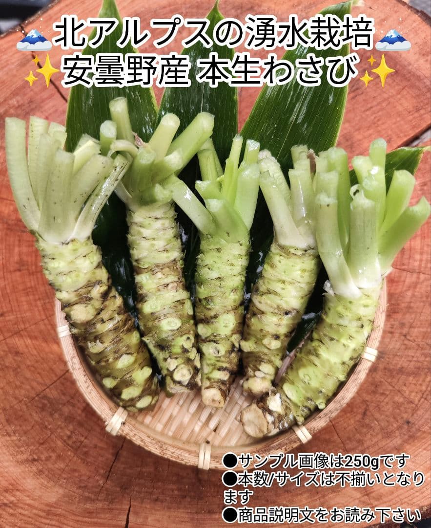 【専用】500g前後 茎付きわさび 信州 安曇野市産 沢わさび 生わさび