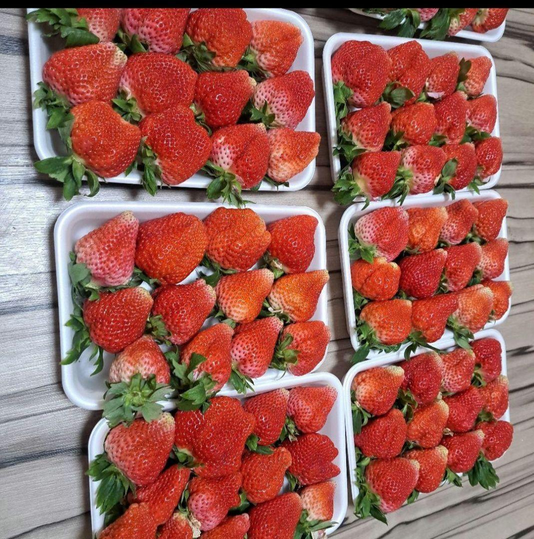 早い者勝ち❤️規格外大ゆうべに❤️500g×10パック5k14000