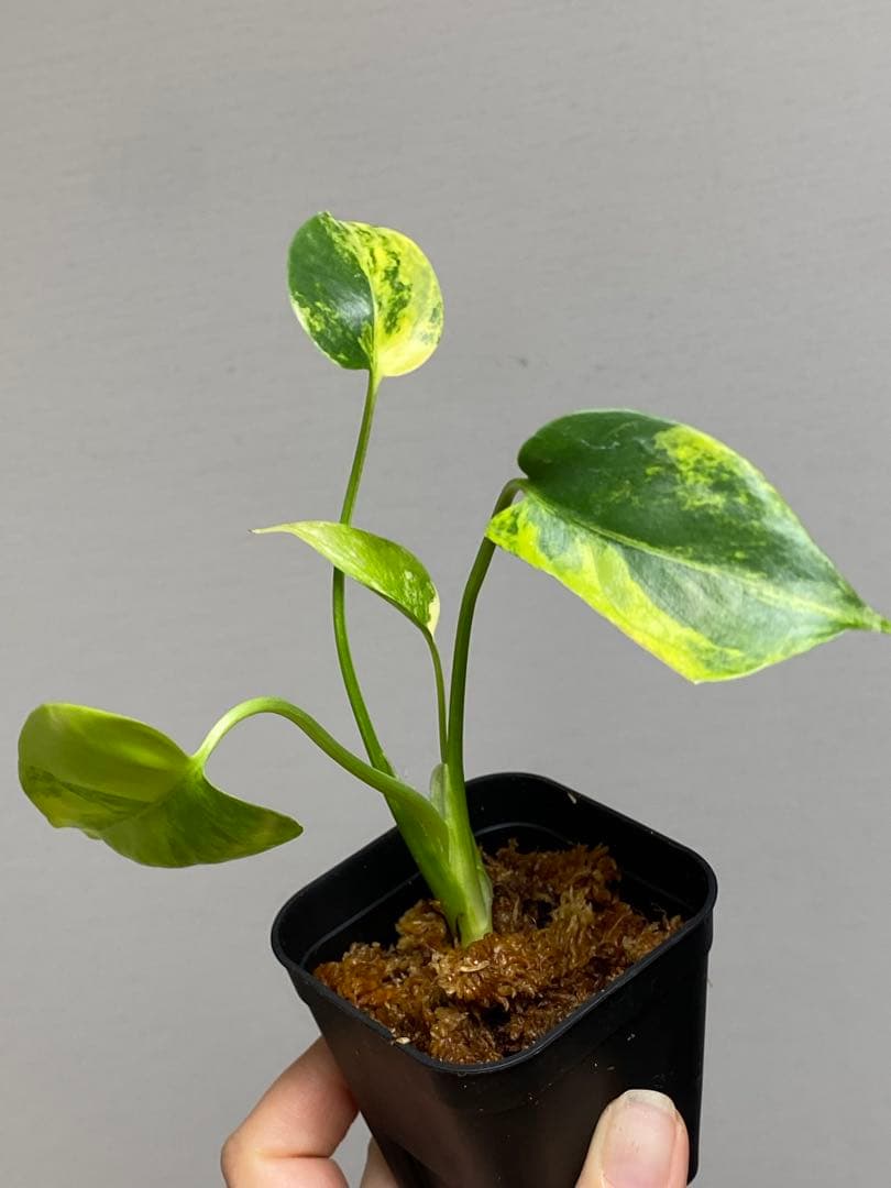 【全葉美斑入り✨】モンステラ　イエローマリリン　黄斑　オーレア　希少　人気‼️