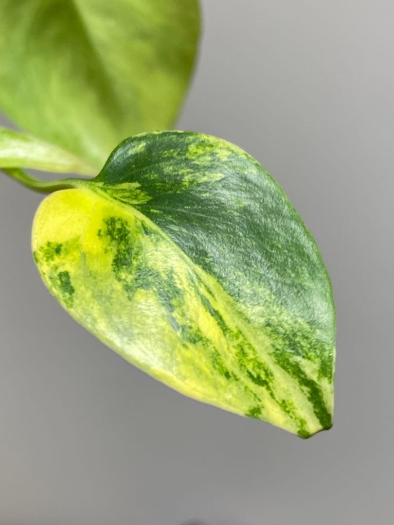 【全葉美斑入り✨】モンステラ　イエローマリリン　黄斑　オーレア　希少　人気‼️