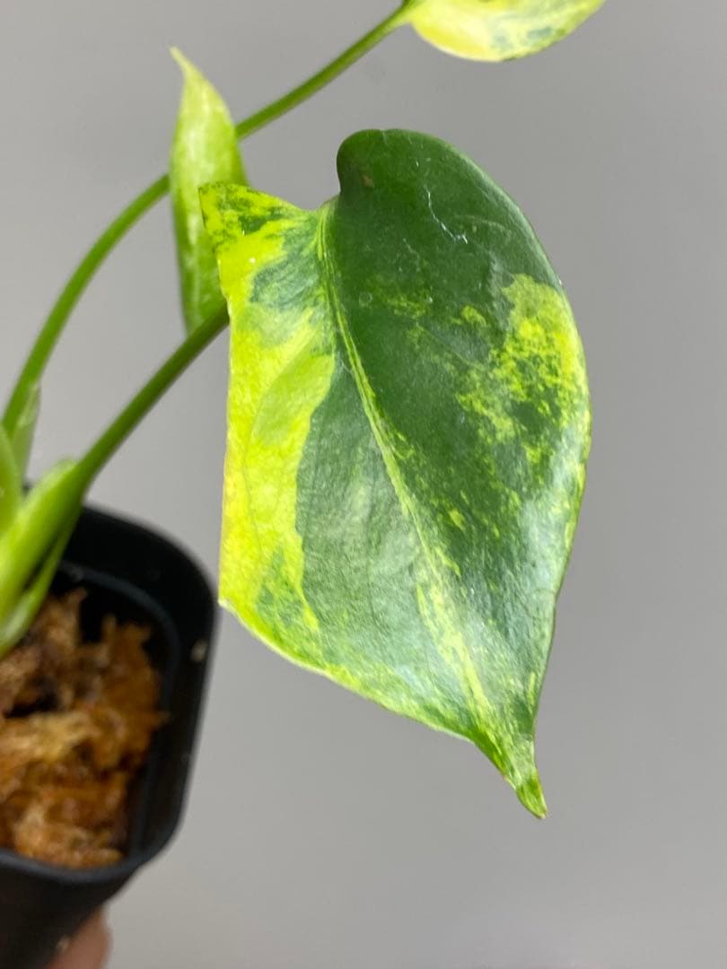 【全葉美斑入り✨】モンステラ　イエローマリリン　黄斑　オーレア　希少　人気‼️