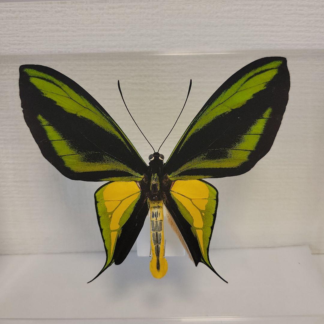 蝶の標本　トリバネチョウの世界(特珍A)