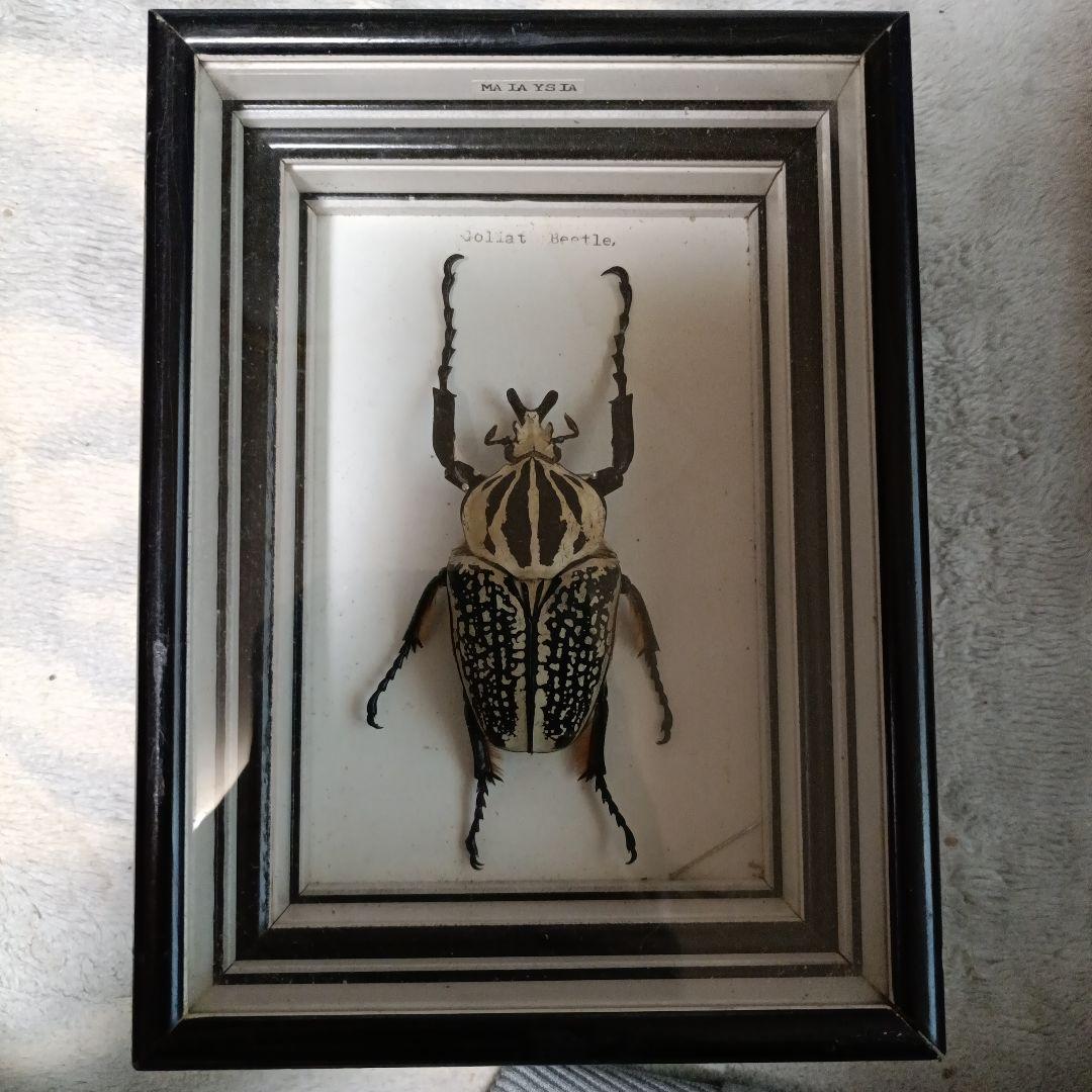 ゴライアスオオツノハナムグリ 標本 黒フレーム