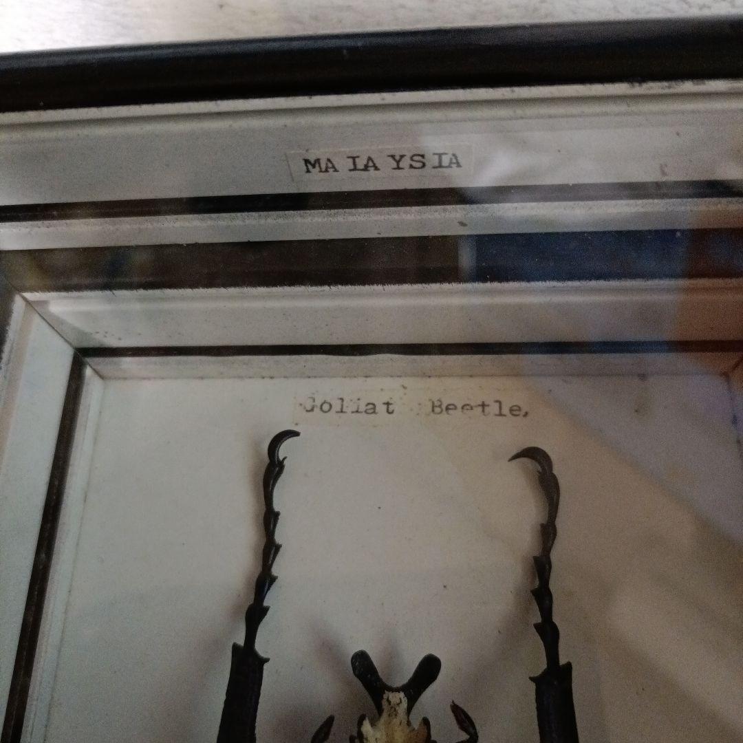 ゴライアスオオツノハナムグリ 標本 黒フレーム