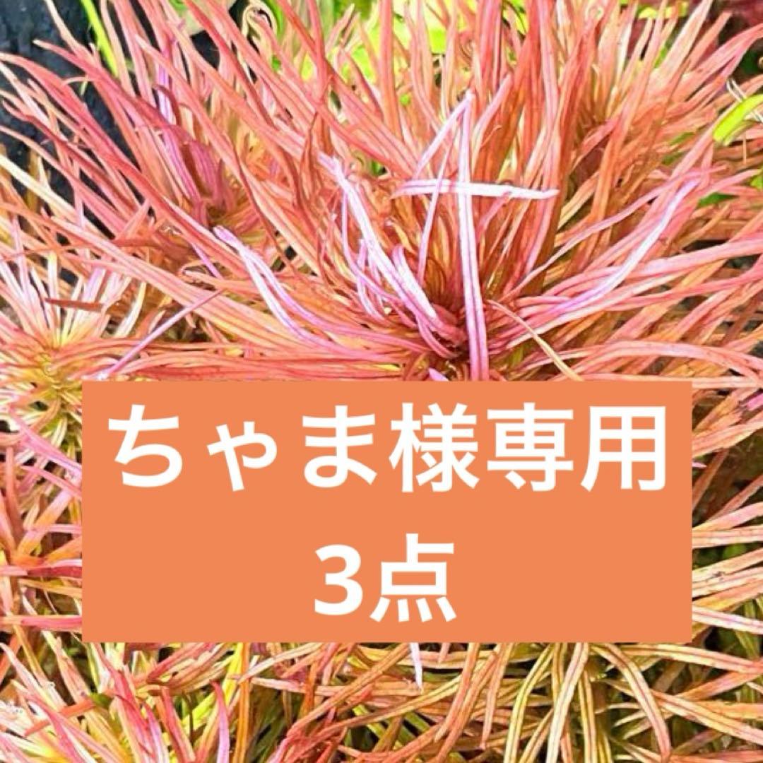 ちゃま　3点
