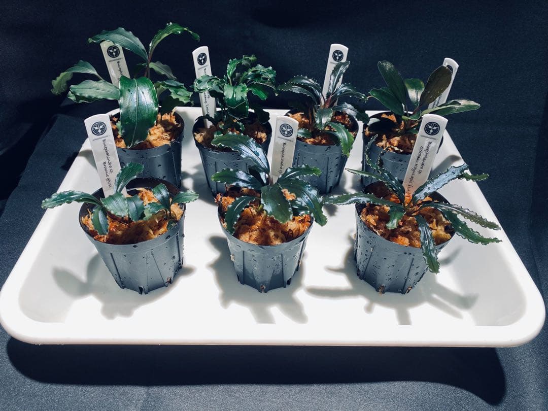 【ハイクラス②】ブセファランドラセット