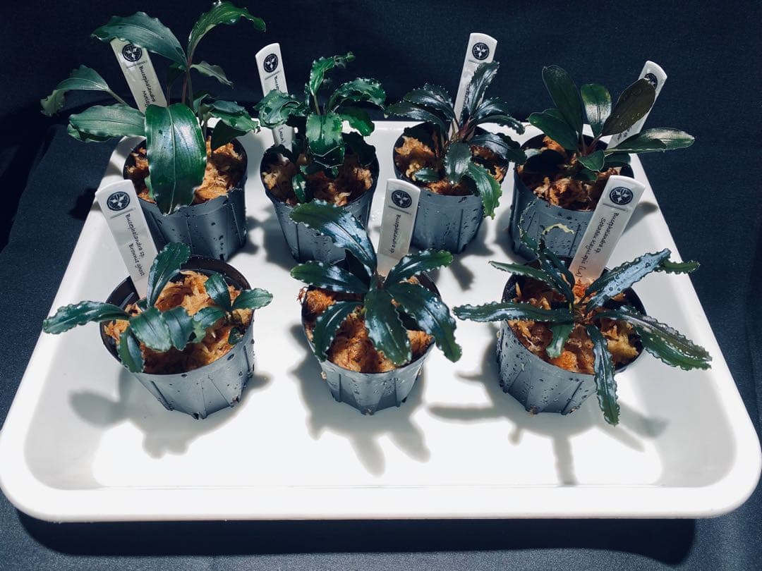 【ハイクラス②】ブセファランドラセット