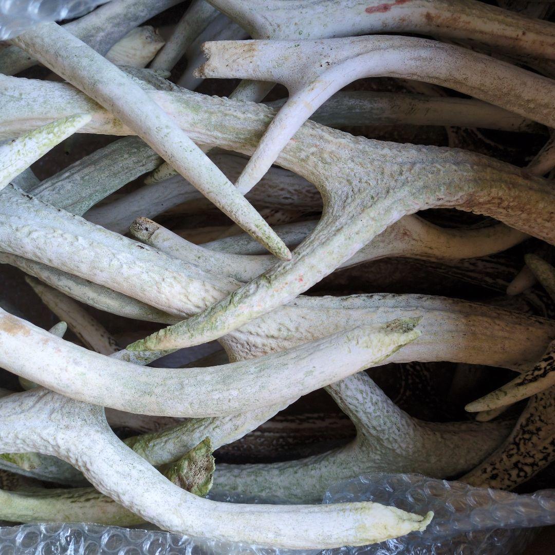 Susiさん専用 鹿のツノ20本強　10kg