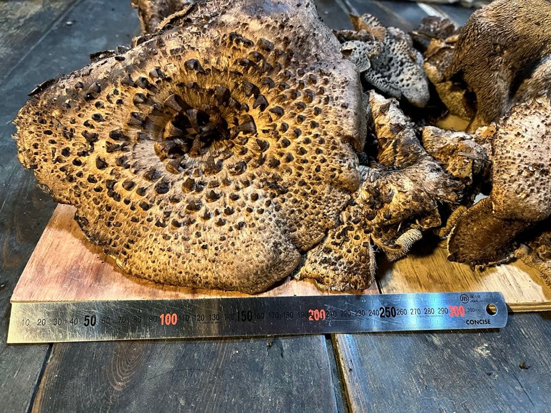 ⚠️専用　香茸　岩手郡雫石町産　2.3kg