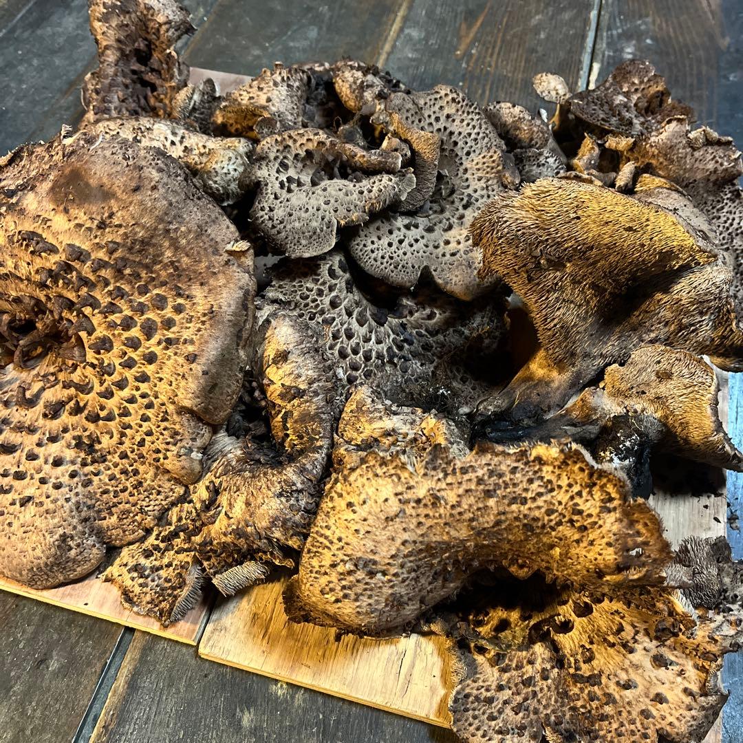 ⚠️専用　香茸　岩手郡雫石町産　2.3kg