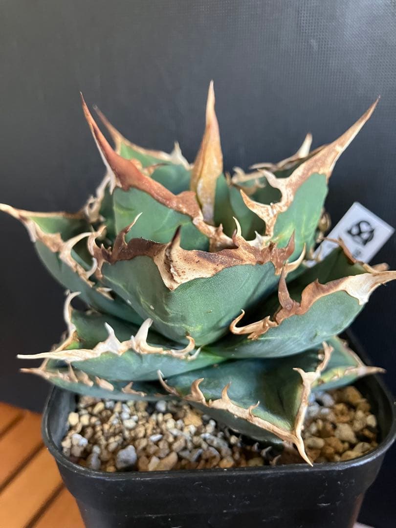 アガべチタノタ バトルウルフ【上澳園芸】タグ付き　【ラスト美品】