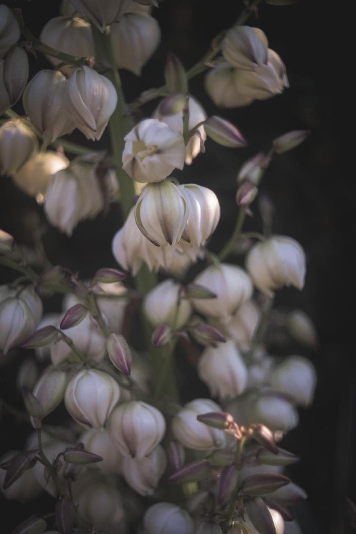 虹の出るライカの癖玉！Leica Summar 50mm F2 オールドレンズ