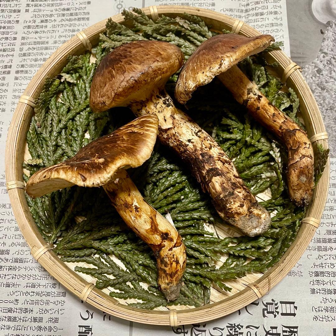 天然きのこ 松茸 国産 マツタケ まつたけ 山形県産 森の凛さん採取 その209