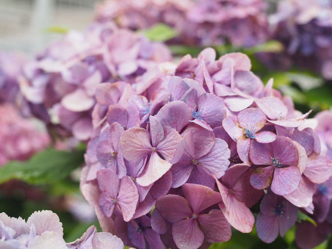 【要コメント】【撮影した写真有】OLYMPUS PEN-F ミラーレス一眼カメラ