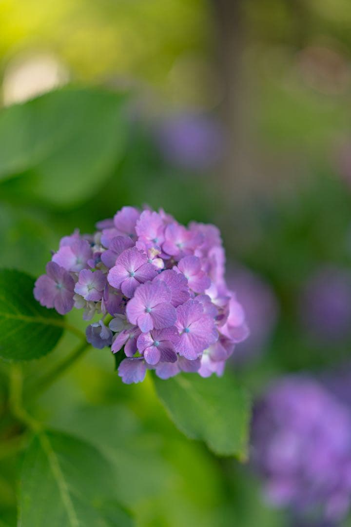 SONY sonnar T＊ FE 55mm F1.8 ZA プロテクター付き