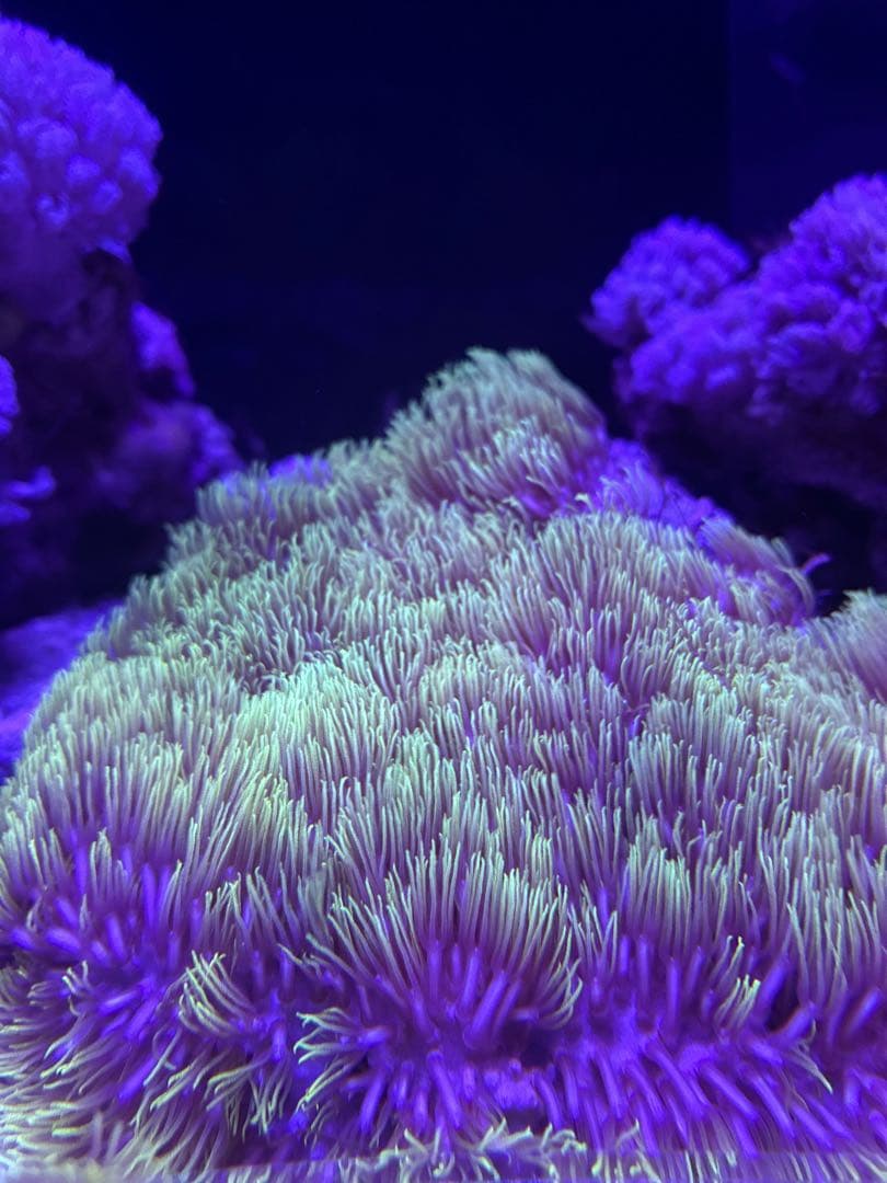 スターポリプ大