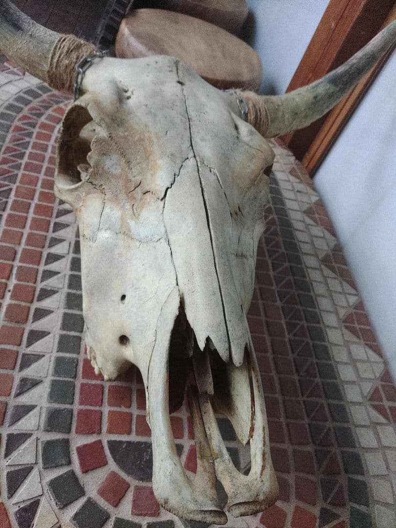 希少　スカルヘッド　バッファロー　本物　頭蓋骨　ヴィンテージ　アンティーク