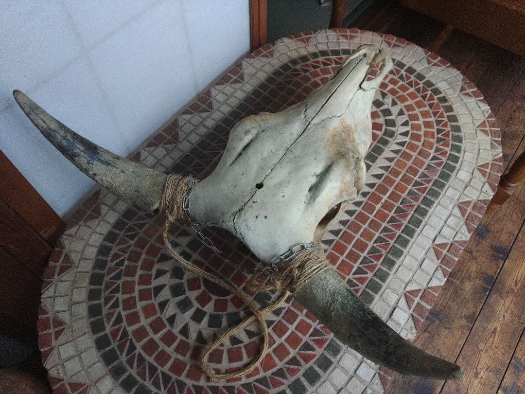 希少　スカルヘッド　バッファロー　本物　頭蓋骨　ヴィンテージ　アンティーク