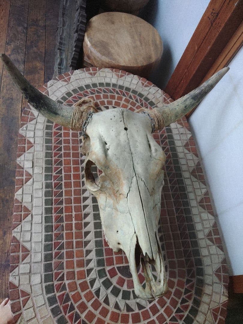 希少　スカルヘッド　バッファロー　本物　頭蓋骨　ヴィンテージ　アンティーク