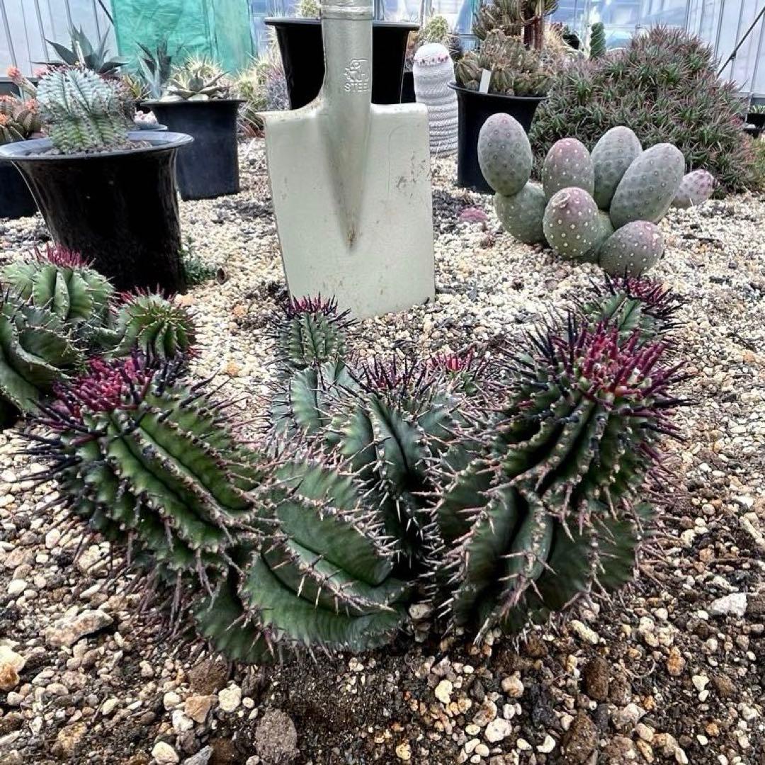 S*…様 ユーフォルビアホリダ 群生 10頭