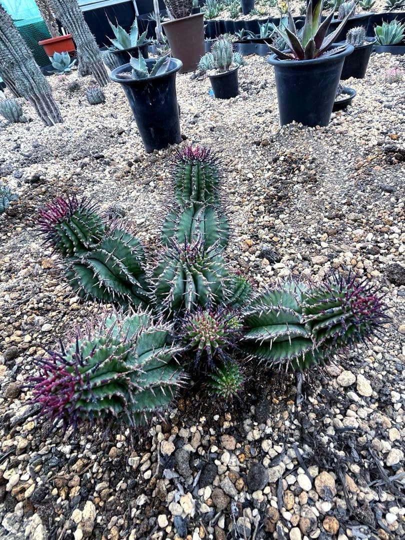 S*…様 ユーフォルビアホリダ 群生 10頭